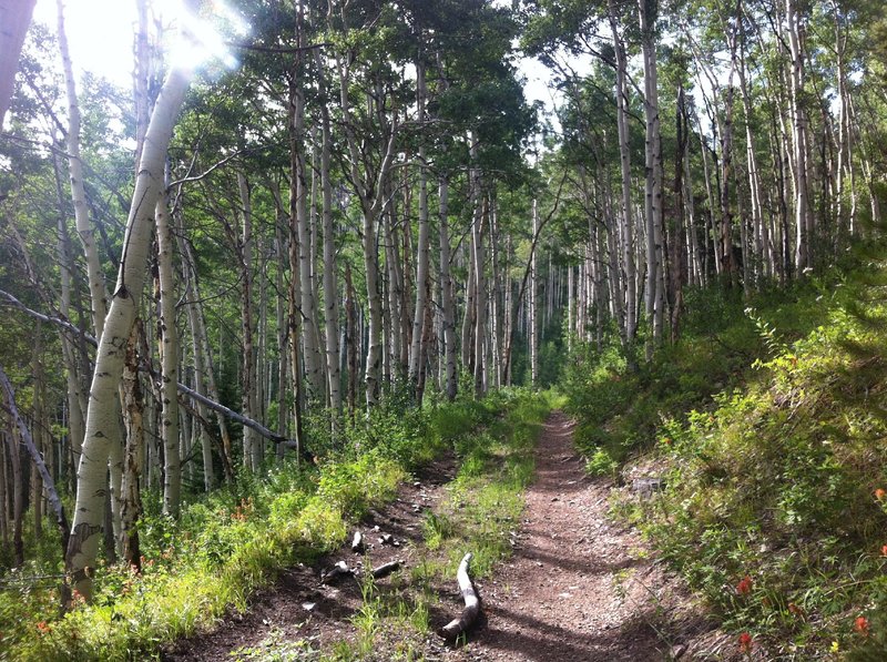 Typical view along FS Rd. 130.1