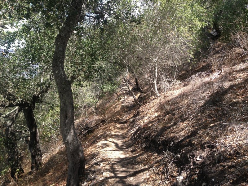 Back up the spur trail through the oak forest.