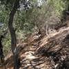 Back up the spur trail through the oak forest.