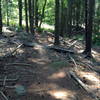 Maine Sport Trails - Log obstacles
