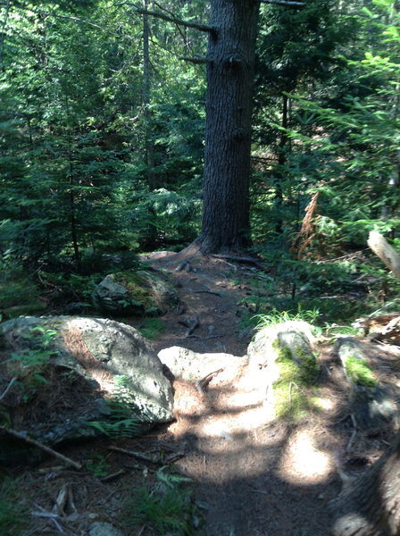 Maine Sport Loop - those roots at the top of picture portend a 2+ foot drop.