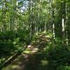 One of the ground level boardwalks over a muddy spot on Michigan Tech's Tolkien Trails. Gnome Loop.