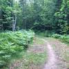 Fern meadow on Ent Loop at Tech's Tolkien Trails.