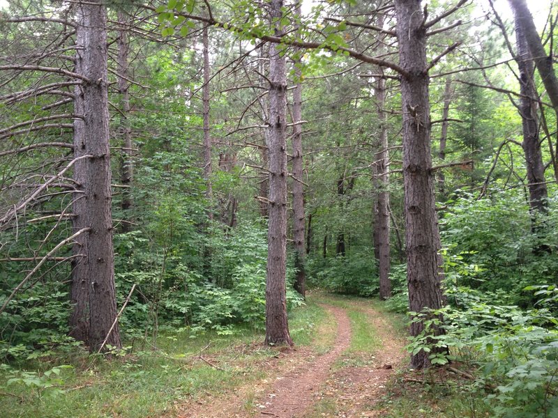 Large red pines on Gnome Loop at Michigan Tech's Tolkien Trails.