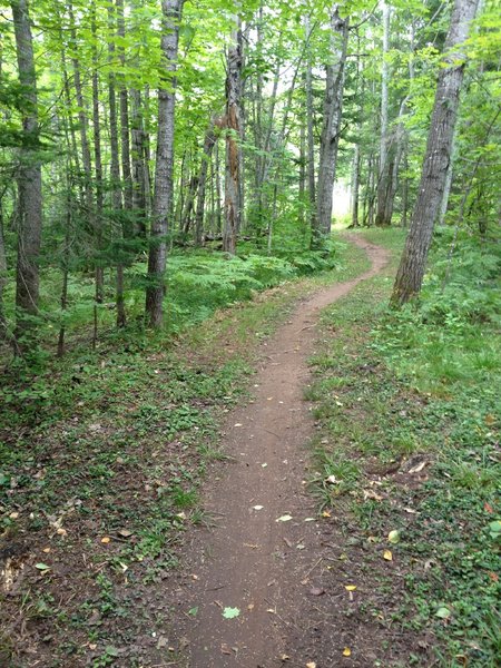 Meandering on Elf Loop at Michigan Tech's Tolkien Trails.