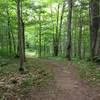 Large twinned oak on Elf Loop at Michigan Tech's Tolkien Trails.