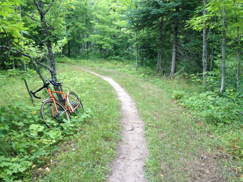 Open corner on Hobbit Loop at Michigan Tech's Tolkien Trails.