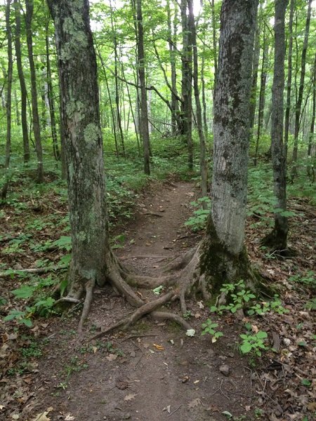 Rooty crossing between two close trees on Dragon Loop.