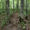 Rooty crossing between two close trees on Dragon Loop.