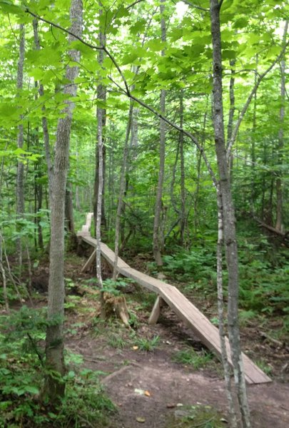 Dragon Bridge on Dragon Loop. 10 inches wide, it runs for 100 feet 2 feet above the muddy forest floor.