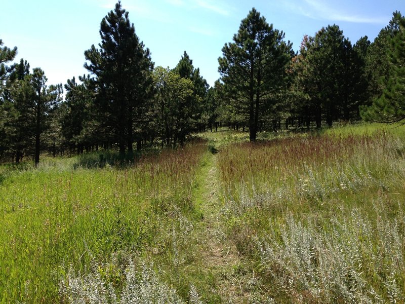 The Meadow -- Looking West