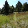 The Meadow -- Looking West