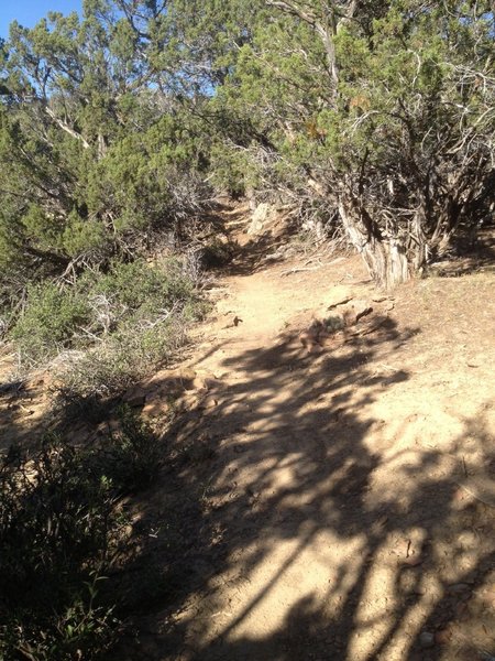 Climbing through nice singletrack