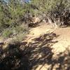 Climbing through nice singletrack