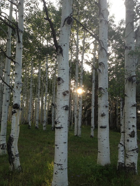 Sunset through aspen