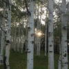 Sunset through aspen