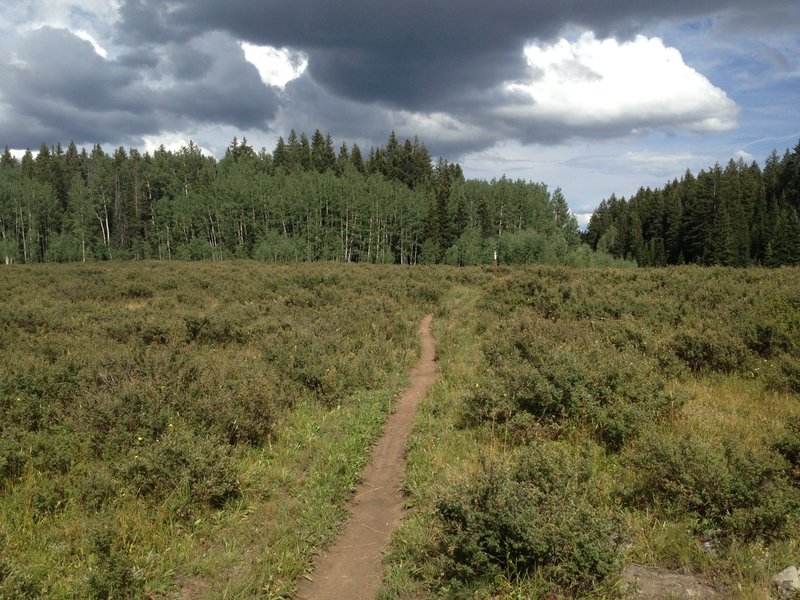 A meadow with darkening skies.