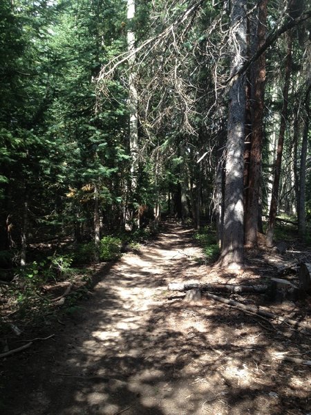 Some riding through the forest.