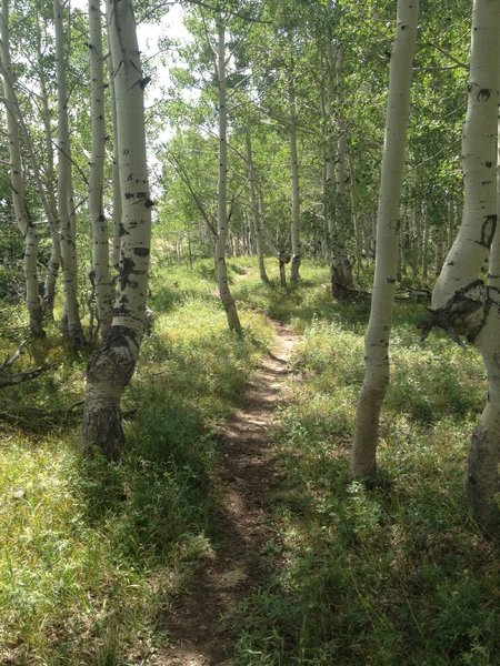 Aspen grove.