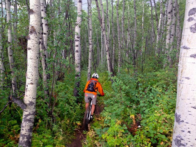 Skinny trail in dense woods - that's Stack It.