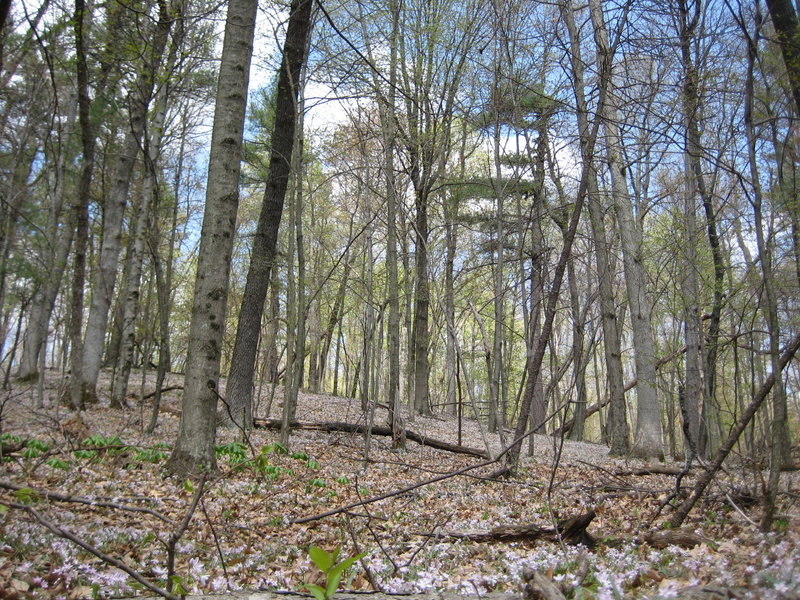 Looking up hillside of Red Loop, sprintime