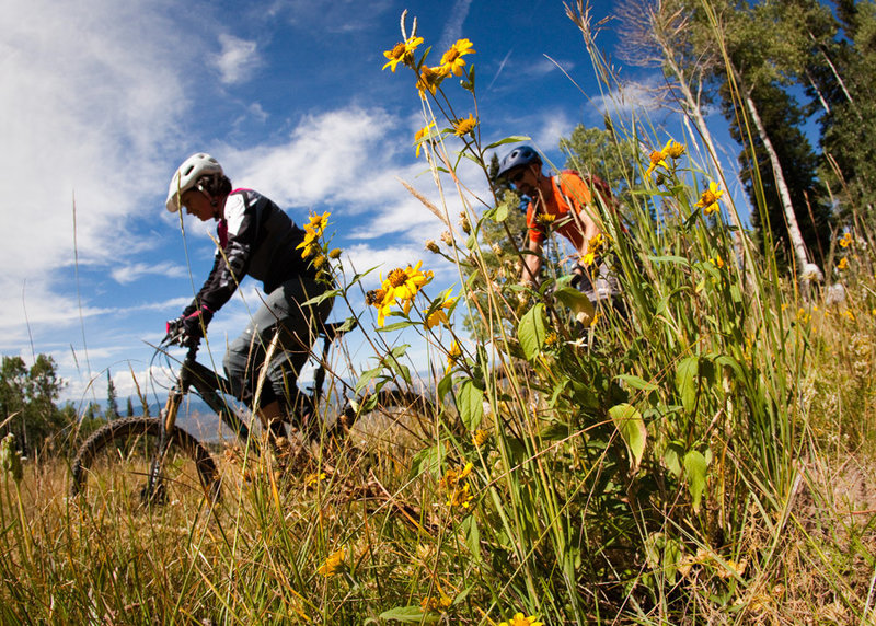 Blue skies and wildflowers on Sunshine