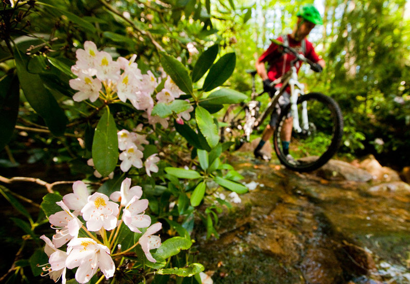 The end of Shavers Fork ends with a creek crossing