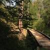 One of the few bridges, view is north, and around the corner is the moist section, stinging nettle land. ow..