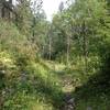 View down south fork, mid August. The sweetest trail on earth.