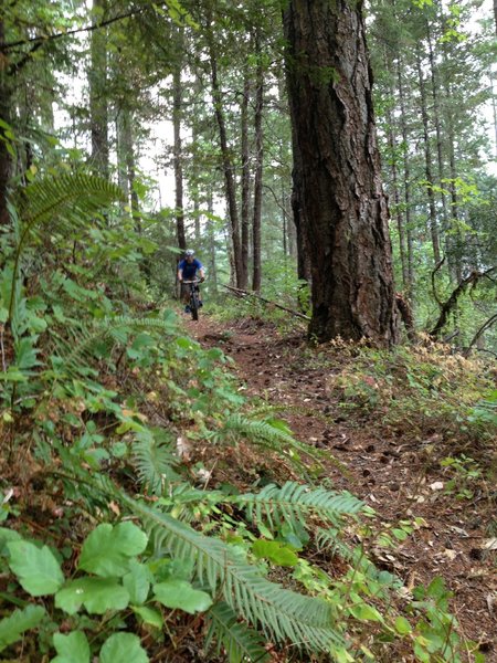 Taylor Creek trail