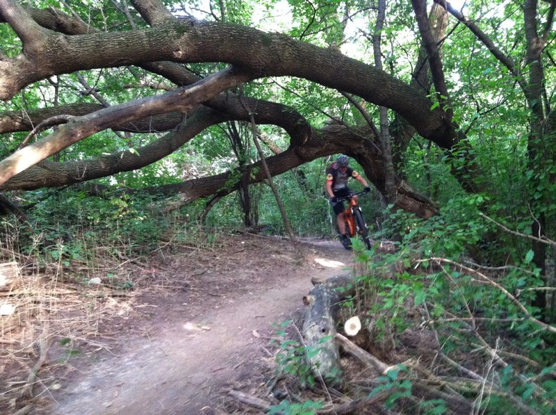 O'Malley's section of the trail