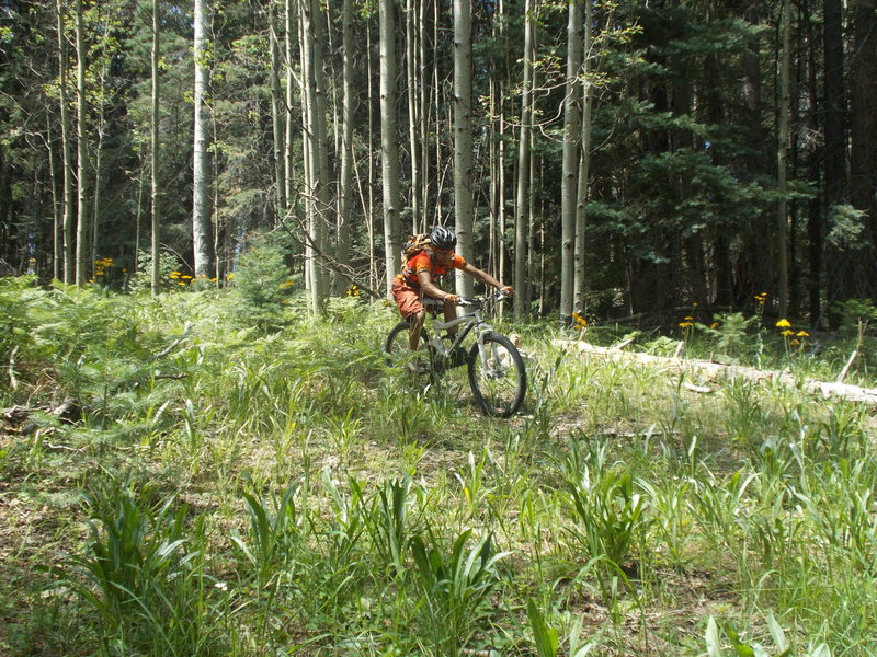 Winding through the tall grass