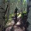Fun descent through meadow, aspen, and dry sage country.