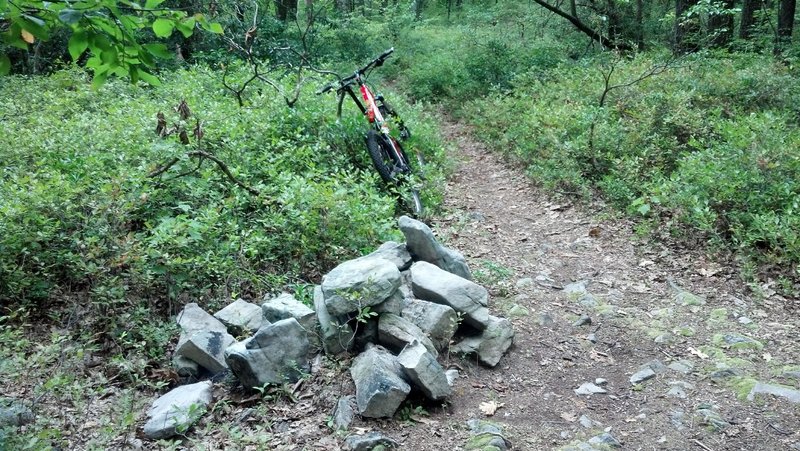 Stay straight on to Pig Pile trail,  Intersection of Bigelow trail