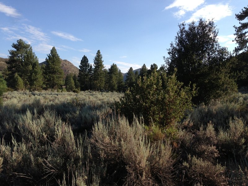 Vista from the fire road