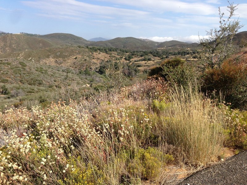 Vista from the fire road, looking towards Indian Creek