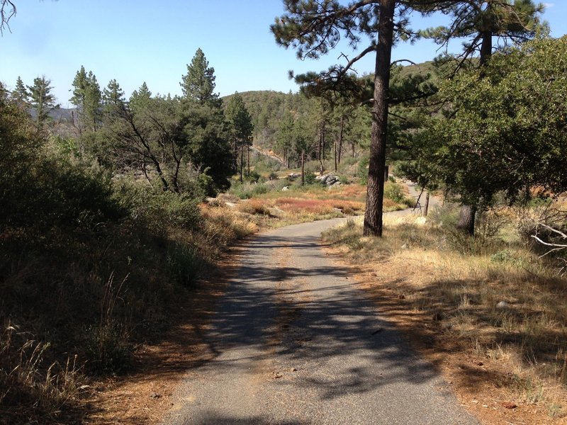 Upper fire road, inside pine forest.