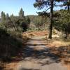 Upper fire road, inside pine forest.