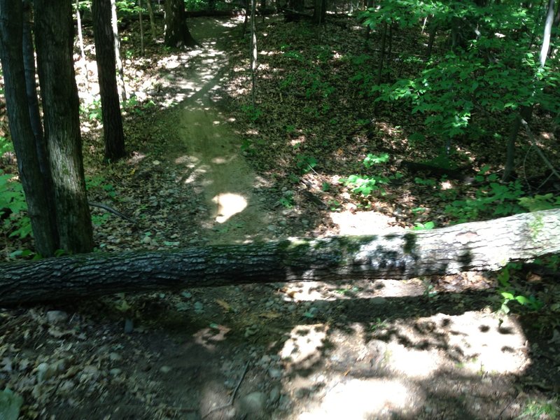 As of 08/29/2013 there is a tree over the trail.