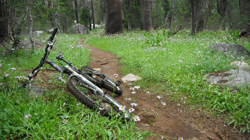 Smelling the daisies along Hole-in-the-Ground Trail. Had a downpour early in the ride, and everything was damp and tacky. Beautiful conditions.