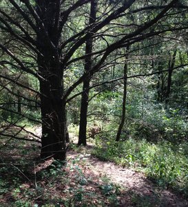 More trails through the pines