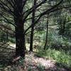 More trails through the pines