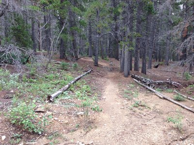 Looking east (downhill) from the intersection with the 105 4WD trail.