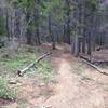 Looking east (downhill) from the intersection with the 105 4WD trail.