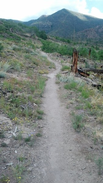 Looking north on the west side of Perimeter Trail.