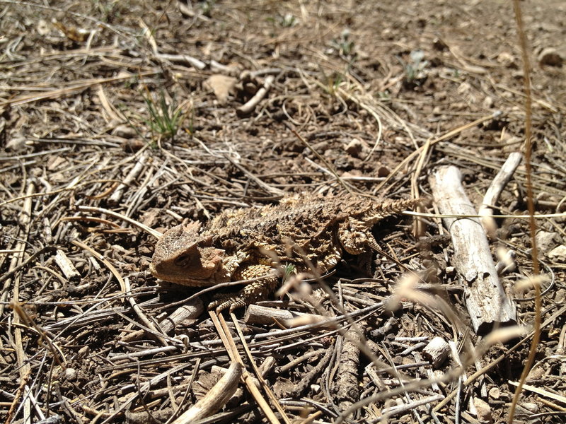 On trail wildlife. I saw an interesting looking rock that suddenly started to move, turns out it was this little guy. Horny toad.