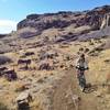 Along side the basalt cliffs, between downhill sections on the south end of North Table Loop Trail