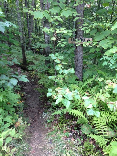 The end of the Pitch Pole Trail at Camden Snow Bowl, where it meets the Jibe Trail