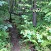 The end of the Pitch Pole Trail at Camden Snow Bowl, where it meets the Jibe Trail