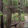 One end of the Hornswaggle Trail at Camden Snow Bowl, where it intersects the Jibe trail